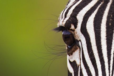 10 fotografi de cele mai bune contemporane de diferite genuri - în lumea de interesante