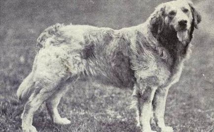 10 Rase de câini care nu mai există