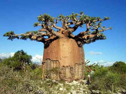 10 Самих фантастичних дерев світу