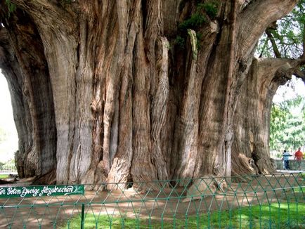 10 Cei mai fantani copaci din lume