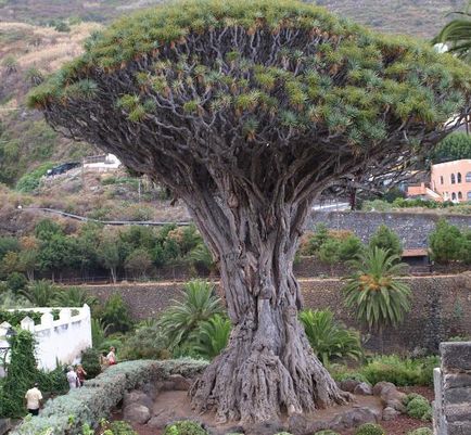 10 Самих фантастичних дерев світу