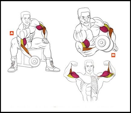 10 sfaturi pentru pomparea bicepsului