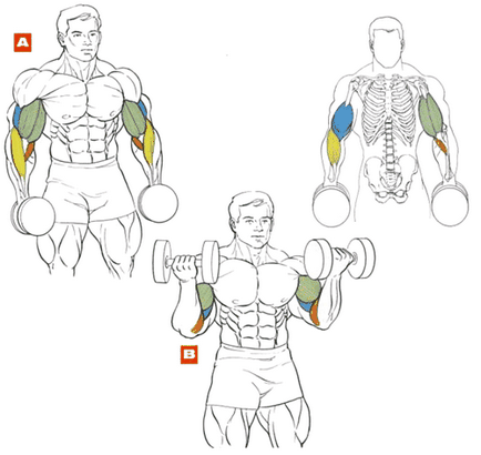 10 sfaturi pentru pomparea bicepsului