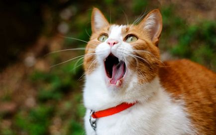 10 moduri de răzbunare a pisicii