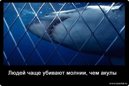 142 Fapte uimitoare despre fotografii de rechin, fapte interesante despre rechini în imagini, fapte foto despre pești,
