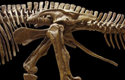 25 Diverse fapte curioase despre animalele preistorice care au trăit pe planeta noastră