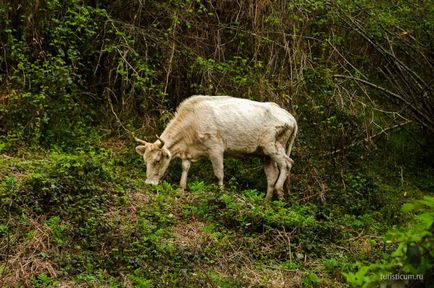 33 Cascade în districtul Lazarevsky din Sochi, limita naturală dzhegosh