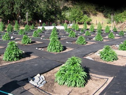 6 Кращих місць для вирощування марихуани на вулиці