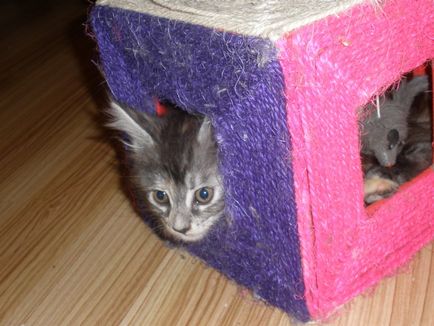 Adaptálása cica egy új otthon, coonvill