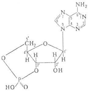 Цикличен аденозин монофосфат - химическа енциклопедия