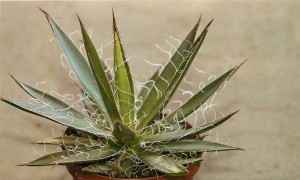 Agave - proprietăți medicinale de plante interioare, aplicații în medicină