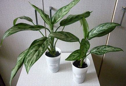 Aglaonema de îngrijire la domiciliu și reproducere în trei moduri (condiții de îngrijire la domiciliu) Aglaonema de îngrijire la domiciliu și reproducere în trei moduri