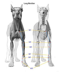 Acupunctura in medicina veterinara