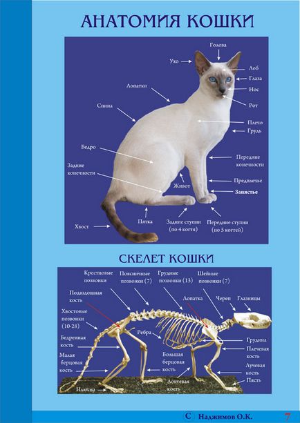 Acupunctura in medicina veterinara