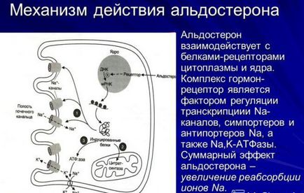 Альдостерон реніновою співвідношення, функції та норми гормону