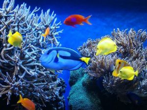 Алергія на акваріумних рибок