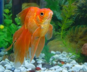 Алергія на акваріумних рибок або на корм для рибок буває і які симптоми