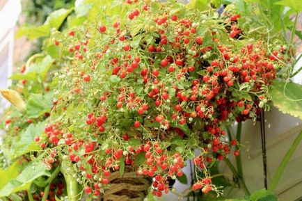 Ampelnye roșii - unde și cum să plantezi cel mai bine