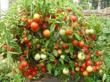 Ампельниє томати - куди і як краще посадити