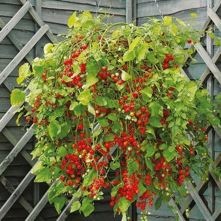 Ampelnye roșii - unde și cum să plantezi cel mai bine