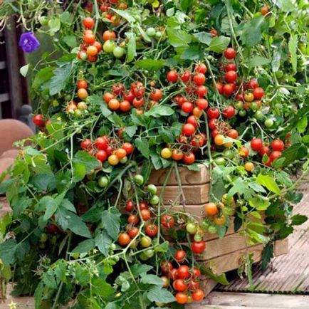 Ампельниє томати сорту «вишневий водоспад» характеристики і особливості вирощування помідора черрі