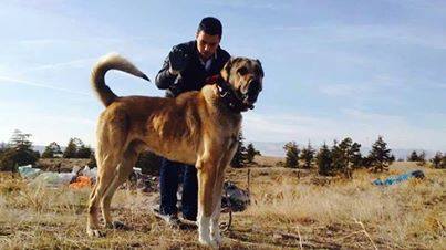 Păstorul anatolian (Kangal)