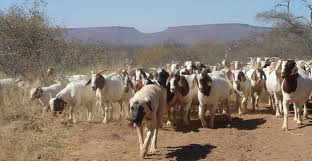 Păstorul anatolian (Kangal)