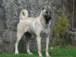 Păstorul anatolian (Kangal)