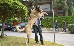 Păstorul anatolian (Kangal)