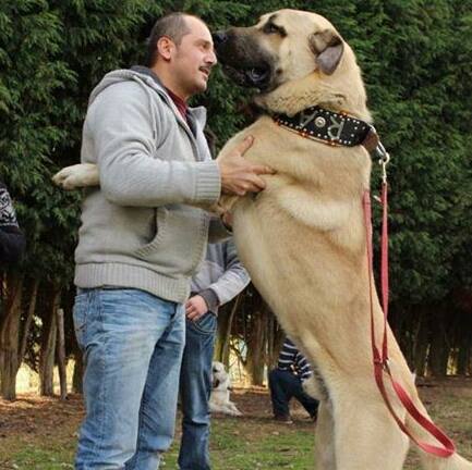 Păstorul anatolian (Kangal)