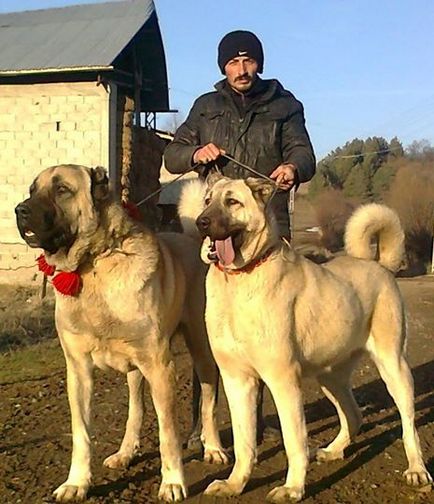 Păstorul anatolian (Kangal)