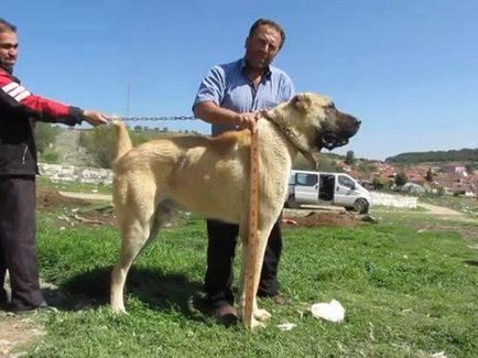 Păstorul anatolian (Kangal)