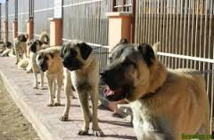 Păstorul anatolian (Kangal)