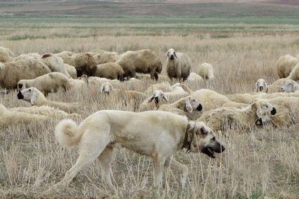 Păstorul anatolian (Kangal)
