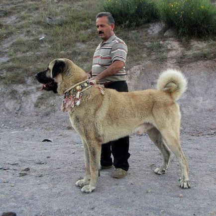 Păstorul anatolian (Kangal)