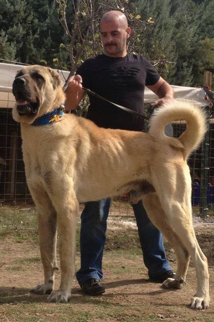 Păstorul anatolian (Kangal)