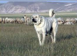 Păstorul anatolian (Kangal)
