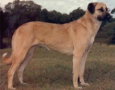 Păstorul anatolian (Kangal)