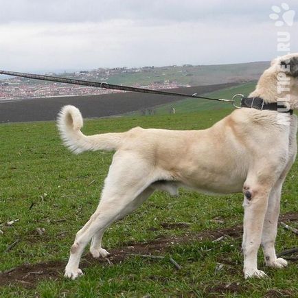 Păstorul anatolian (Kangal)