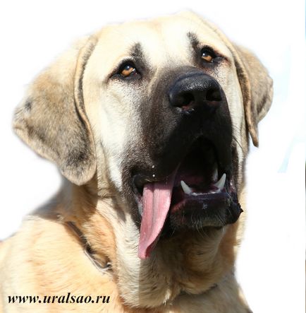 Păstorul anatolian (Kangal)