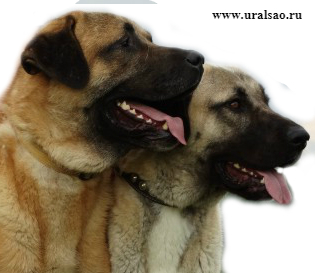 Păstorul anatolian (Kangal)