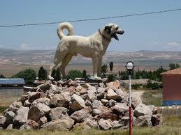 Păstorul anatolian (Kangal)