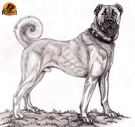 Păstorul anatolian (Kangal)