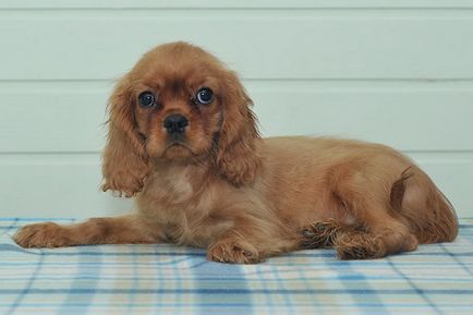 Engleză jucărie spaniel și fotografia lui