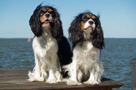 Engleză jucărie spaniel și fotografia lui