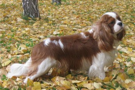 Engleză jucărie spaniel și fotografia lui