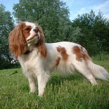 Engleză jucărie spaniel și fotografia lui