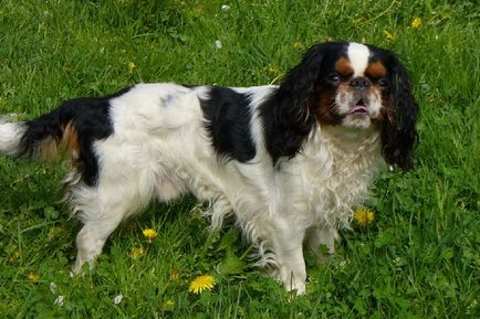 Engleză jucărie spaniel și fotografia lui