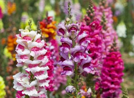 Antirrhinum snapdragon de plantare de plantare și de îngrijire foto de îngrijire