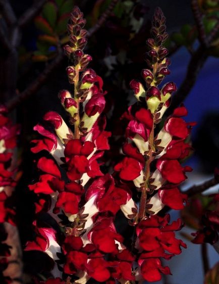 Antirrhinum snapdragon de plantare de plantare și de îngrijire foto de îngrijire